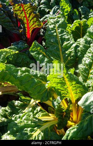 Rosso e giallo mangold, fila di Chard svizzera nel giardino di verdure Foto Stock