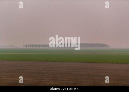Italia Polesine sacca degli Scardovari - Delta del po / Sacca degli Scardovari Foto Stock