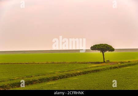 Italia Polesine sacca degli Scardovari - Delta del po / Sacca degli Scardovari Foto Stock