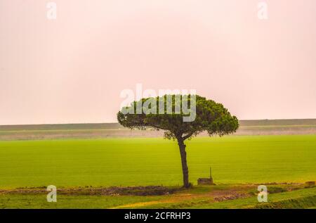 Italia Polesine sacca degli Scardovari - Delta del po / Sacca degli Scardovari Foto Stock