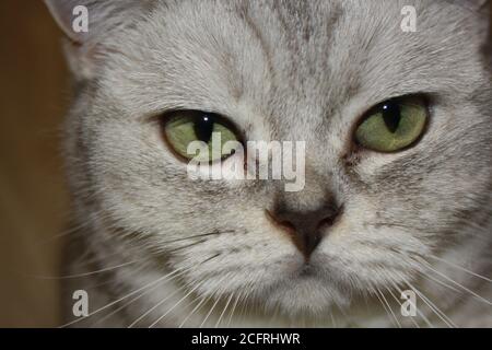 Ritratto in primo piano di un felino scozzese liscio color argento Foto Stock