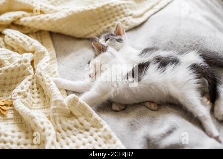 Adorabili gattini che dormono sul letto morbido al mattino. Due simpatici gattini bianchi e grigi che dormono insieme su una confortevole coperta. Furry famiglia in nuova casa, adoptio Foto Stock