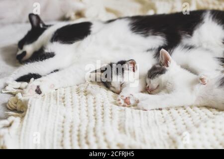 Adorabili gattini che dormono con gatto su letto morbido, carina famiglia furry. Mamma gatto riposante con due gattini piccoli su comoda coperta in camera, dolce momento Foto Stock