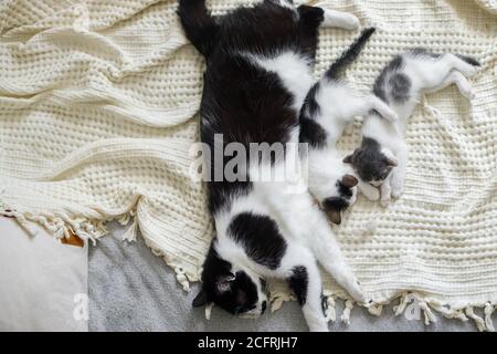 Simpatico gatto che dorme con piccoli gattini sul letto morbido. Mamma gatto riposa con cuccioli su comoda coperta in camera, dolce momento adorabile. Maternità An Foto Stock