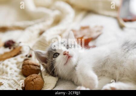 Adorabile gattino che gioca con foglie d'autunno e ghiande su morbida coperta. Autunno accogliente umore. Simpatico gattino bianco e grigio che gioca con decorazioni autunnali su Be Foto Stock