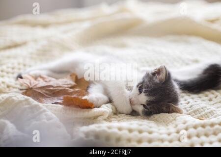 Adorabile gattino che cura le foglie autunnali su morbida coperta. Autunno accogliente umore. Carino gattino bianco e grigio zampa di pulizia e rilassante con decorazioni autunnali Foto Stock