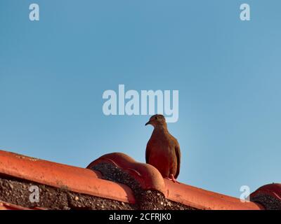 Piccola colomba marrone, conosciuta come comune Ground-dove, in piedi su di un tetto con piastrelle rosse, sotto un cielo blu luminoso, Foto Stock