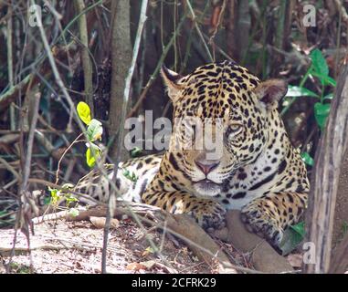 Bella leopardo femminile riposante all'ombra di un albero Sul bordo della paludi Pantanal in Brasile Foto Stock