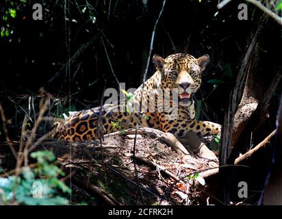 Bella potenza selvaggia Jaguar (Panthera Onca) che riposa sulla riva del fiume. Bella ombra di sfondo, con Jaguar in piena luce. Stato di Mato Gross, Pantanal Foto Stock