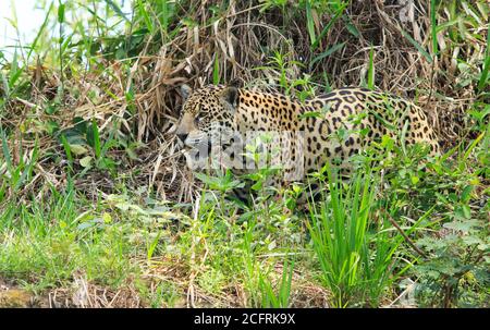 Buona vista del corpo di una Jaguar selvaggia che attraversa La spessa boccola sul bordo del Pantanal - brasile Foto Stock