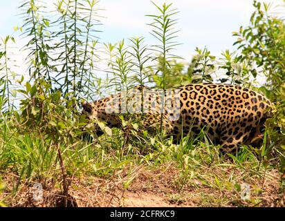 Profilo laterale di una Jaguar (Panthera Onca), a piedi attraverso la spessa macchia nel Pantanal - Mato Grosso, Brasile Foto Stock