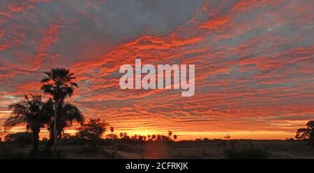 Splendido tramonto colorato di arancio con una silhouette di palma nel Pantanal, Brasile Foto Stock