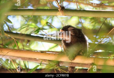 Un grazioso marmoset seduto tra i germogli di bambù con luce naturale dorata - Giardini Botanici, Brasile Foto Stock