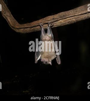 Frutta egiziana Bat. Rousettus aegyptiacus. Campione prigioniero. Foto Stock