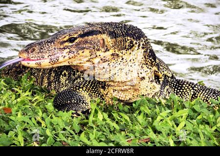 Mezzo ritratto di un vecchio schermo lucertola rettile strisciando sull'erba al Parco Lumpini a Bangkok, Thailandia Foto Stock