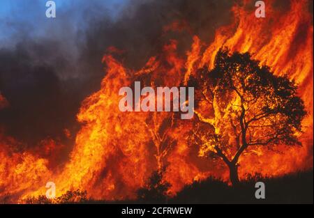 fuoco selvaggio nella foresta come emergenza ecologica Foto Stock