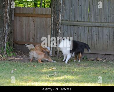 Due cani combattono giocosamente in un cortile recintato. Cani da pastore Shetland (shelties) fratelli. Maschio e femmina. Foto Stock