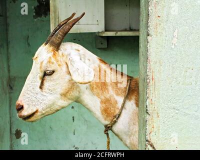 Primo piano ritratto di una giovane capra di colore bianco che si trova di fronte a una parete di colore verde, Luzon, Filippine Foto Stock