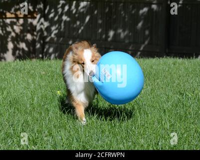 Shetland giovane giocoso Shepdog (sheltie) che corre con una grande palla blu. Foto Stock