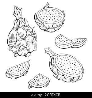 Pitaya drago frutta grafica nero bianco isolato disegno vettore illustrazione Illustrazione Vettoriale