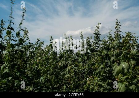 un campo agricolo con sida hermaphrodita o virginia mallow con fiori bianchi Foto Stock