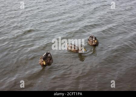 Anatre che nuotano intorno al Lake Opeka Park a Des Plaines, Illinois, Stati Uniti. Foto Stock