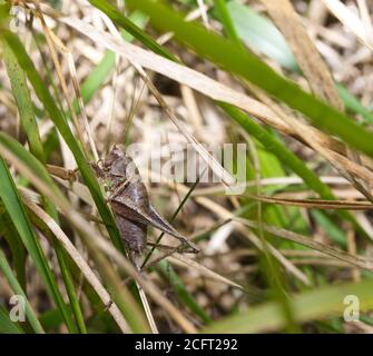 primo piano di cricket in erba Foto Stock