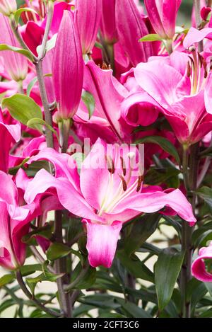 Lily 'Brusago' fiori. Lilium. Foto Stock