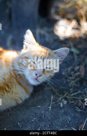 Gatto rosso dorme a terra. Foto verticale Foto Stock