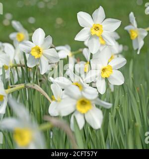 Narcisi bianchi in fiore in primavera Foto Stock