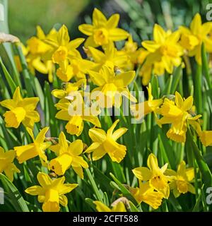 Narcisi gialle in fiore in primavera Foto Stock