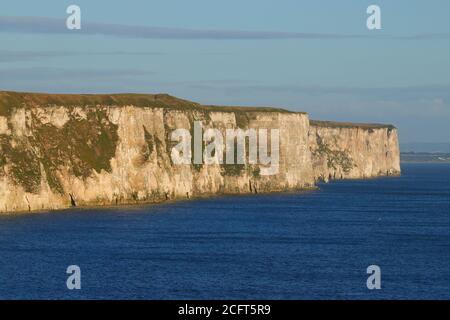 Guardando di fronte alle scogliere di Bempton da Thornwick Bay sul Costa dello Yorkshire Foto Stock