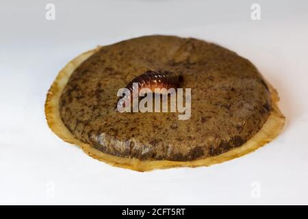 Un worm passa attraverso una cialda di caffè, illustrandone la biodegradabilità Foto Stock