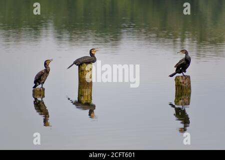 Tre cormorani su palafitte in legno sul lago Foto Stock