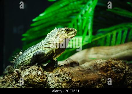 Ctenosaura bakeri, conosciuto anche come Utila iguana, coda di spiniguana di Baker, swamper o wishwilly del suampo, è una specie criticamente minacciata. Foto Stock