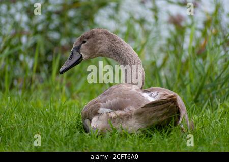 Bello giovane grigio cigno o cigno in erba in una calda e soleggiata giornata autunnale Foto Stock