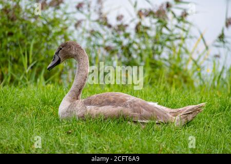 Bello giovane grigio cigno o cigno in erba in una calda e soleggiata giornata autunnale Foto Stock