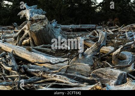 Cumulo di driftwood con alberi in background Foto Stock