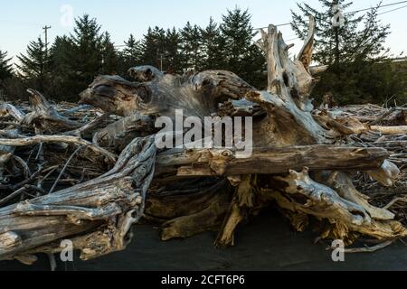 Cumulo di driftwood con alberi in background Foto Stock