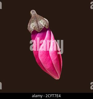 macro dettagliata ritagliata da una rosa leggermente aperta o. magenta persiano ciclamino rakefet fiore germoglio su un grigio scuro sfondo Foto Stock