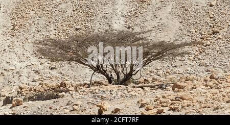 un ombrello dormiente estivo senza foglie di acacia spina nel david stream nella riserva di ein gedi in israele con un collina rocciosa sullo sfondo Foto Stock