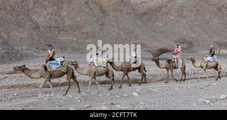 Eilat, Israele - 18 agosto 2020: Il turista su un giro del cammello nel deserto vicino a Eilat, Israele Foto Stock