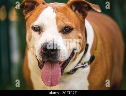 Il cane di Staffordshire Amstaff ha recuperato la salute dopo l'ictus. Foto Stock