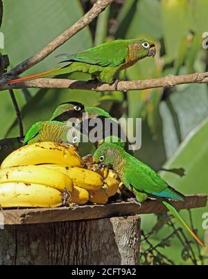 Il Parakeet (Pyrrrhura frontalis) con la sua ribellione si nutrono al tavolo degli uccelli REGUA, nella foresta pluviale atlantica, in Brasile Luglio Foto Stock