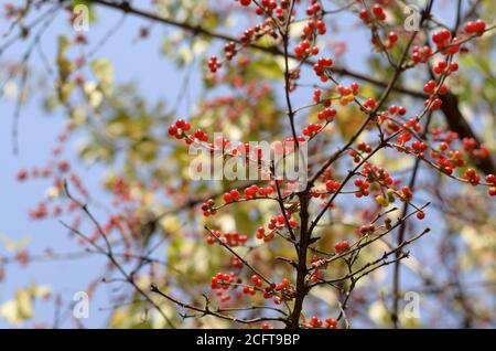 Ramo con bacche rosse Lonicera xylosteum sullo sfondo di fogliame e cielo Foto Stock