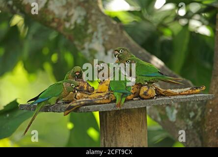 Il Parakeet (Pyrrrhura frontalis) con la sua ribellione si nutrono al tavolo degli uccelli REGUA, nella foresta pluviale atlantica, in Brasile Luglio Foto Stock