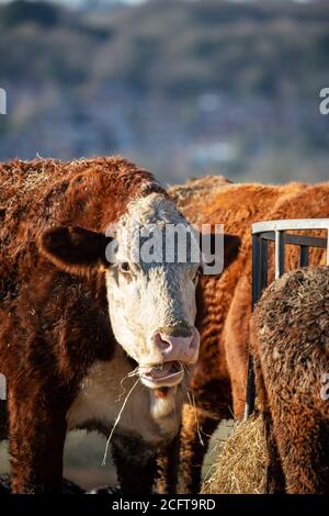 Mucca che guarda l'erba da masticare della macchina fotografica Foto Stock