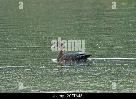 Muscovy Duck (Cairina moschata) femmina adulto che nuota sul lago REGUA, foresta pluviale atlantica, Brasile Luglio Foto Stock