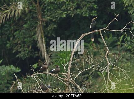 Muscovy Duck (Cairina moschata) e Anhinga (Anhinga anhinga) arroccati nell'albero DI REGUA, foresta pluviale atlantica, Brasile Luglio Foto Stock