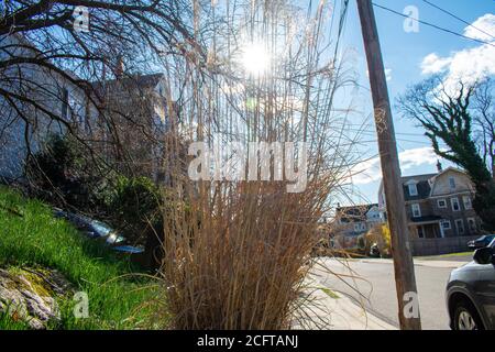 Un arbusto bruno tall e overgrown con il sole che splende Attraverso di esso Foto Stock